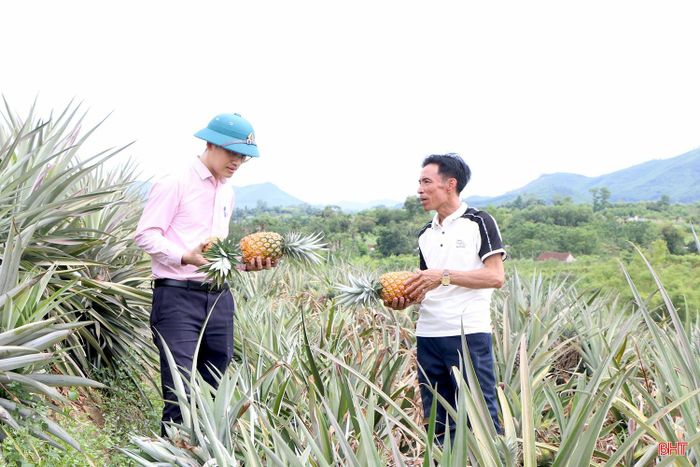 Sau hơn 1,5 năm bắt đầu với mô hình mới, vườn dứa của gia đình anh Lê Ngọc Lâm (bên phải) đã cho thu hoạch 2 vụ với năng suất ổn định.