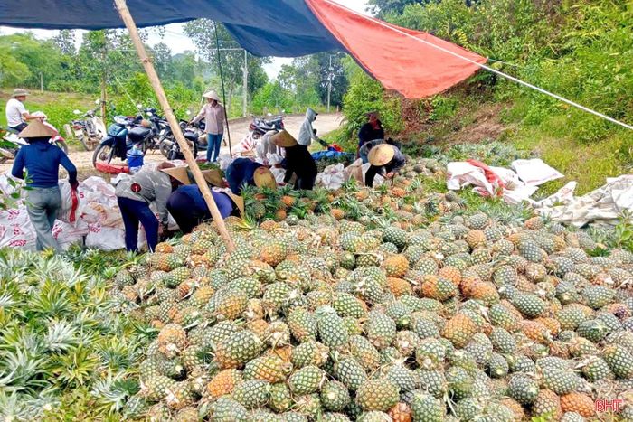 Mùa thu hoạch mới trên vườn dứa của gia đình anh Lê Ngọc Lâm.