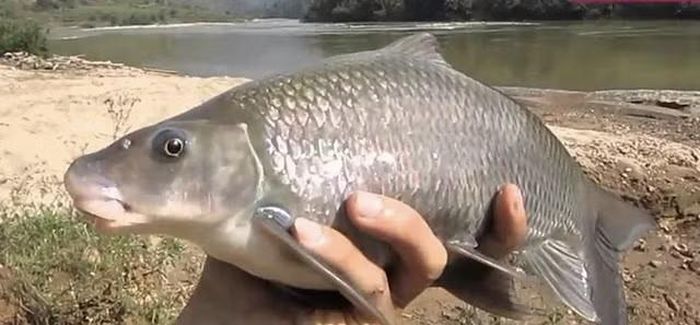 Loài cá đặc sản, cá tiến vua, xưa kia là "ngũ quý hà thủy".