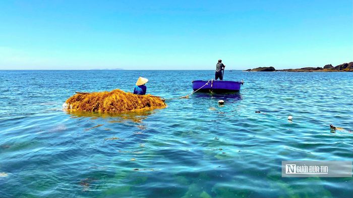 Để thu hoạch rong, mỗi gia đình thường có hai người cùng tham gia, chủ yếu là vợ chồng. Một người lặn xuống cắt rong, người còn lại dùng sào cào gom rong. Cách làm này khiến công việc được người dân địa phương ví như “gặt lúa của biển cho”.