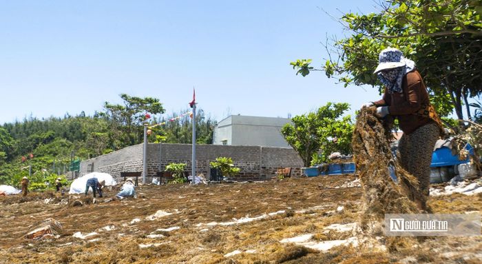 “Để tránh nắng nóng, chúng tôi thường chèo thúng ra lúc 2-3h, làm tới 10h là nghỉ”, bà Nguyễn Thị Hoa (thôn Châu Thuận Biển) nói.