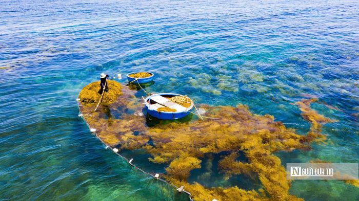 Nhìn từ trên cao, những chiếc sào cào rong nổi bật trên mặt nước, tạo nên khung cảnh đặc trưng của mùa khai thác rong mơ.