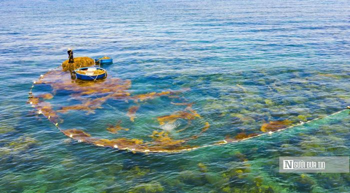 Tuy nhiên, mùa khai thác rong chỉ kéo dài khoảng một tháng. Sau thời gian này, rong già sẽ không còn đáp ứng yêu cầu thu mua.