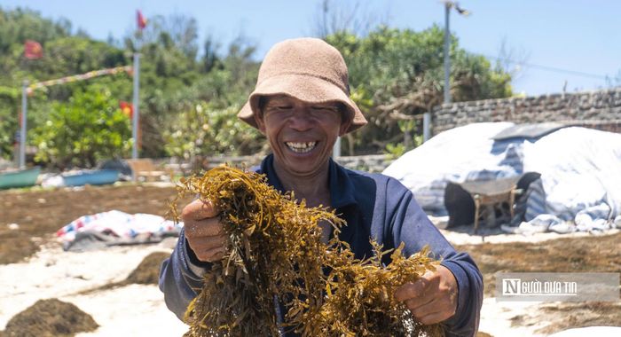 Sau khi rong đầy thúng, người dân đưa vào bờ để sơ chế và phơi khô. Trong những ngày nắng nóng, người lao động phải đội nón, che kín mặt khi làm việc ngoài trời.
