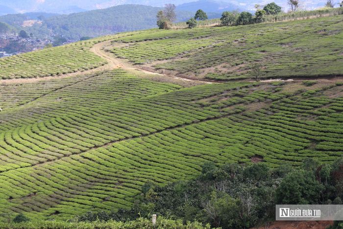 Đồi chè Cầu Đất (phường Xuân Trường – Đà Lạt) là một trong những vùng nguyên liệu chè lâu đời nhất của tỉnh Lâm Đồng. Với diện tích trên 230ha, nằm ở độ cao khoảng 1.650m so với mực nước biển, khí hậu mát mẻ quanh năm, nơi đây trở thành điểm đến hấp dẫn đối với du khách yêu thiên nhiên và trải nghiệm văn hóa trà đặc sắc.