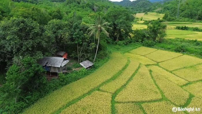 Cánh đồng lúa chín đẹp như tranh. Ảnh: báo Nghệ An