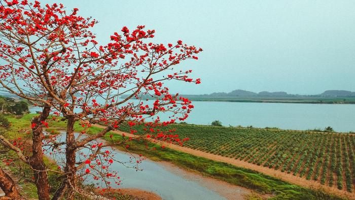 Hoa gạo nở rực rỡ. Ảnh: Nguyễn Tài Vinh