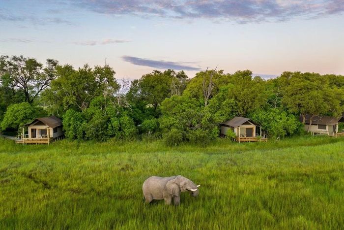 Trải nghiệm hoang dã riêng tư tại Wild Khwai, Botswana
