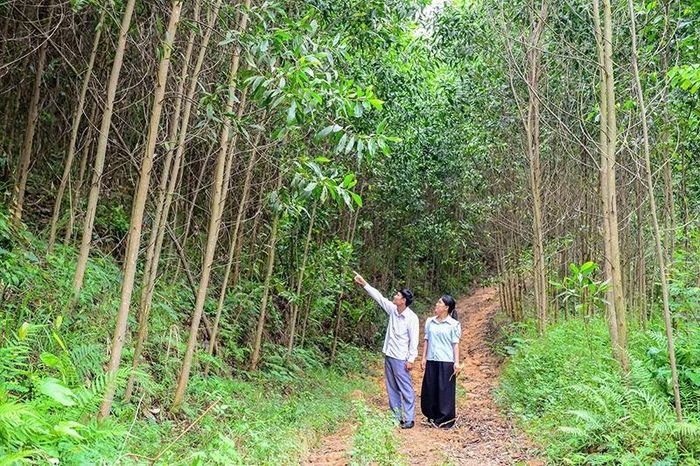 Tân Thành phát triển rừng trồng sản xuất, với cây chủ lực là keo.