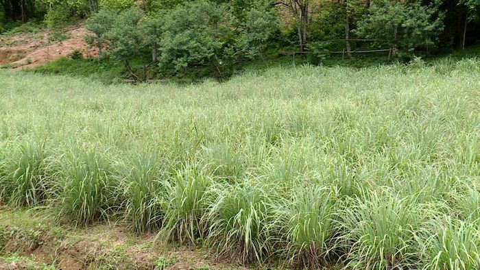 Diện tích cây sả gia đình chị Hoàng Thị Hương đang đến mùa thu hoạch.