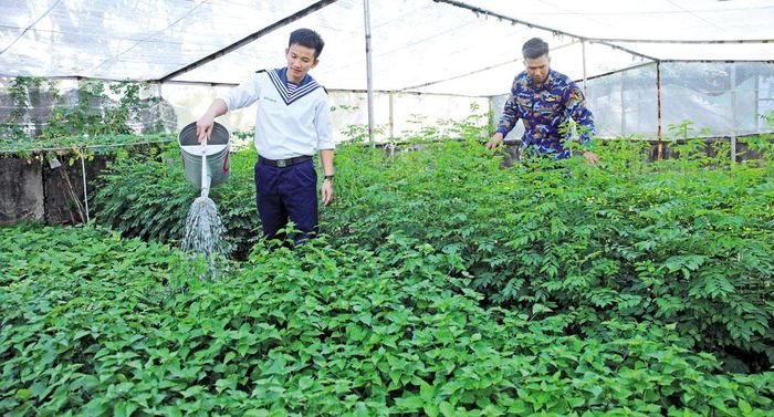  Bộ đội đảo Sơn Ca chăm sóc rau xanh. 