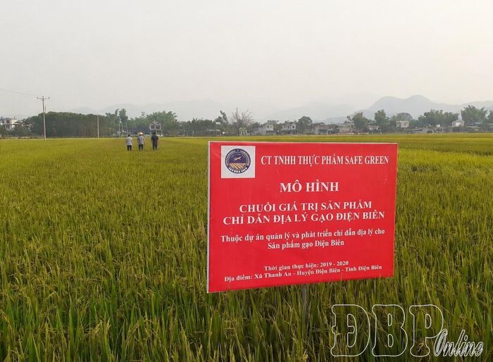 Mô hình chuỗi giá trị sản phẩm chỉ dẫn địa lý gạo Điện Biên của Công ty TNHH Thực phẩm Sefe Green. Ảnh tư liệu