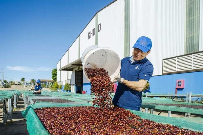 Chế biến cà phê organic phục vụ xuất khẩu tại Công ty TNHH Vĩnh Hiệp (phường An Phú). Ảnh: Hà Duy