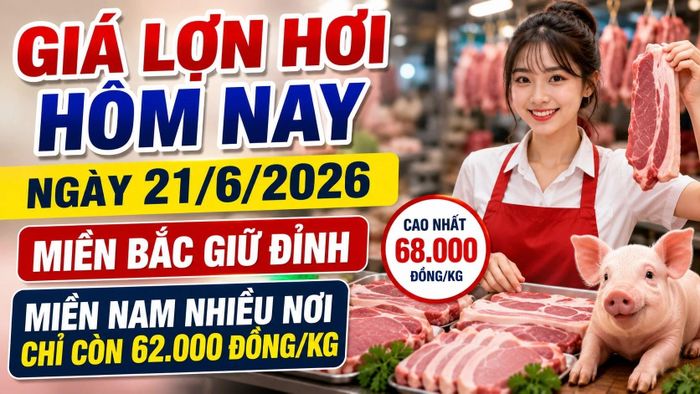 Cập nhật giá lợn hơi 3 miền sáng 21/6/2026. Hình minh họa
