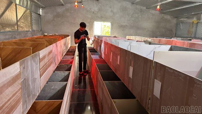 Anh Lý Láo Sử thường xuyên kiểm tra, theo dõi sức khỏe đàn dúi để kịp thời chăm sóc, bảo đảm con giống phát triển ổn định.