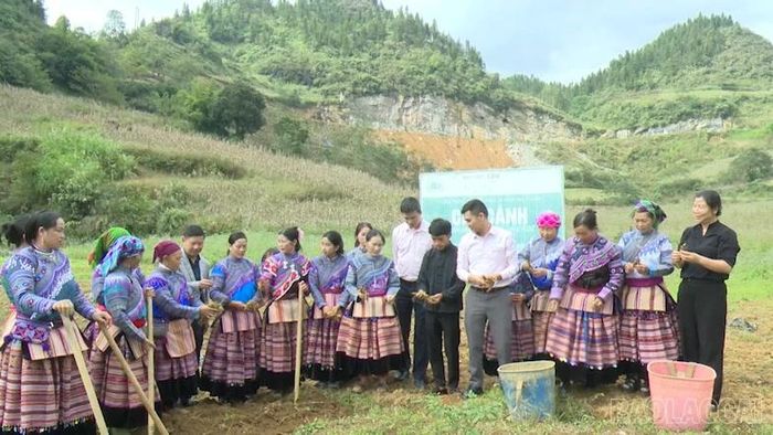 Từ năm 2015, Công ty Nam Dược liên kết với người dân Lùng Phình phát triển vùng trồng cát cánh, hỗ trợ giống, kỹ thuật và bao tiêu sản phẩm.