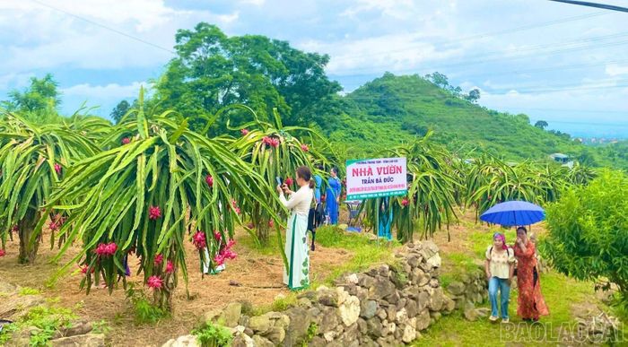 Không gian vườn cây ăn quả tại các nhà vườn ở tổ dân phố 21, phường Trung Tâm.