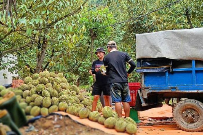 Sầu riêng là cây trồng mang lại thu nhập cao cho nông dân xã miền núi La Dạ. Ảnh: Thùy Linh