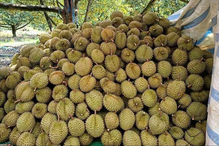 Tập kết sầu riêng trước khi bán