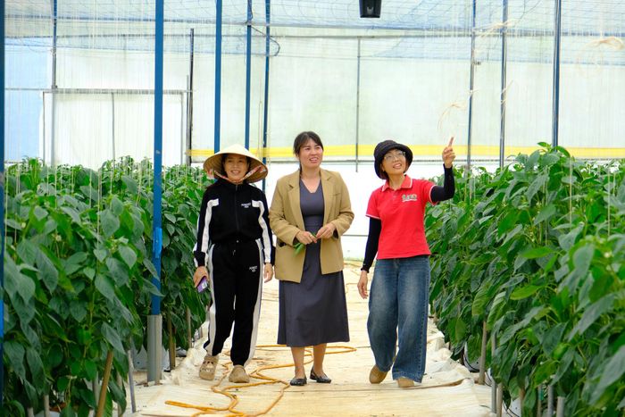 Mô hình ớt chuông công nghệ cao góp phần lan tỏa tư duy sản xuất nông nghiệp sạch tại địa phương