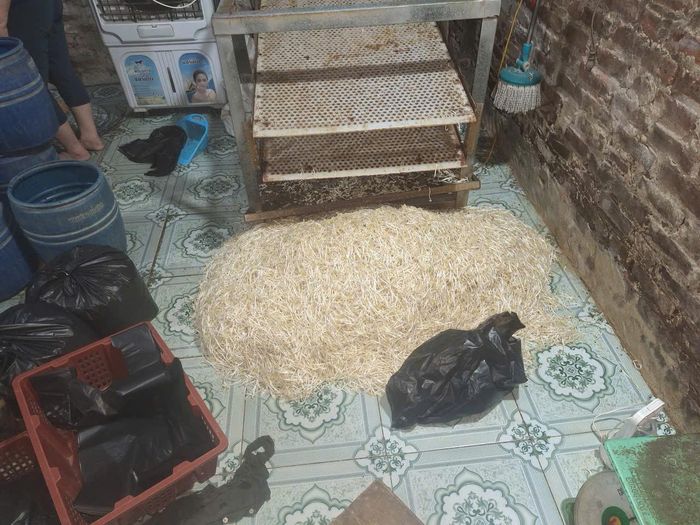 Số giá đỗ của cơ sở sản xuất sau khi đã được tẩm hóa chất.