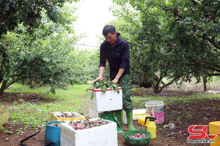 Thành viên HTX Khánh Dương, xã Lóng Phiêng thu hoạch mận hậu. Ảnh: Phan Thảo