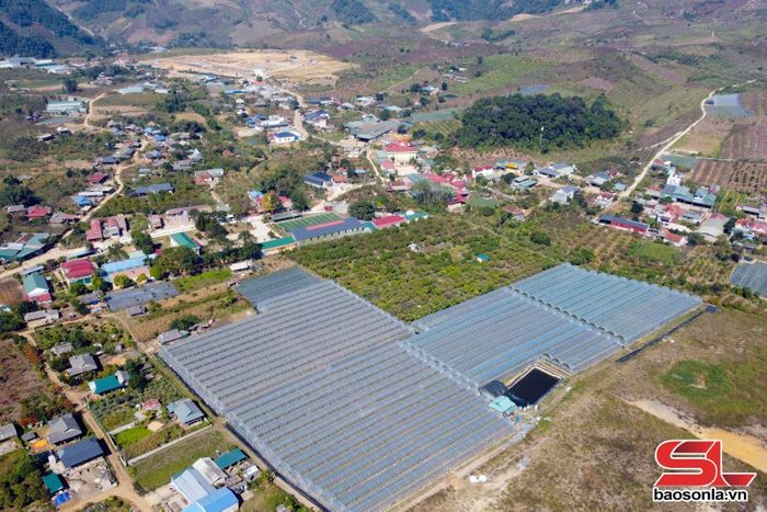 Vùng trồng cây ăn quả ở xã Lóng Phiêng.