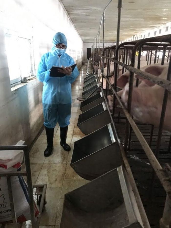 Tác giả Lê Như Cương tác nghiệp tại cơ sở chăn nuôi gia súc trong huyện Hà Trung, Thanh Hóa