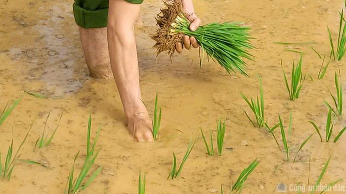 Dưới cái nắng oi ả trên cánh đồng thôn Lủng Cẩu (xã Bản Máy, tỉnh Tuyên Quang), hình ảnh các cán bộ, chiến sĩ Công an xã xắn quần, lội ruộng cấy lúa đã để lại nhiều ấn tượng đẹp trong lòng người dân địa phương.