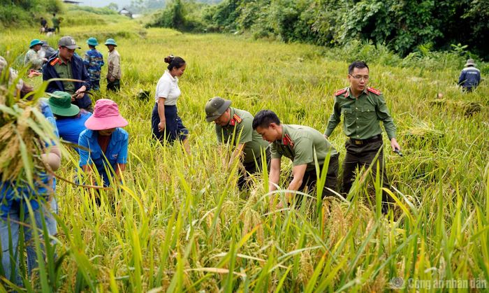 Lực lượng An ninh phối hợp với các đơn vị chức năng giúp đỡ nhân dân thu hoạch lúa tại xã Hua Bun.