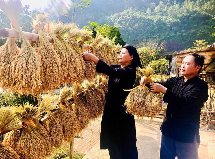 Gia đình ông Mông Văn Quốc, xóm Bản Chuồng, xã Xuân Trường trồng 1 ha lúa nếp hương, trừ chi phí sản xuất, mỗi năm thu lợi gần 80 triệu đồng.