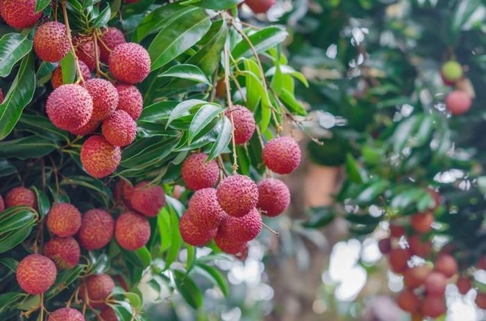 Vải thiều có hàm lượng đường tương đối cao. Ảnh minh họa