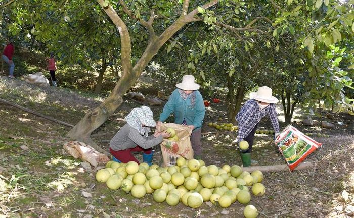 Người dân thu hoạch bưởi Soi Hà, Tuyên Quang.