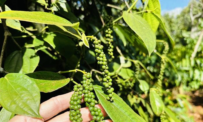 Giá tiêu hôm nay 21/6: Trong nước giảm mạnh (Ảnh minh họa)