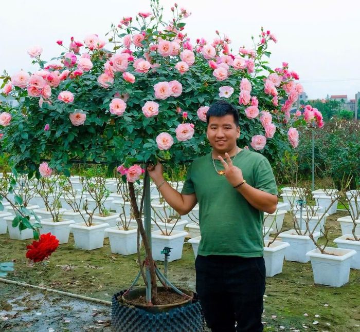 Ứng dụng công nghệ số, chàng trai Lê Văn Cả đã đưa hoa hồng Mê Linh vươn xa. Ảnh: NVCC