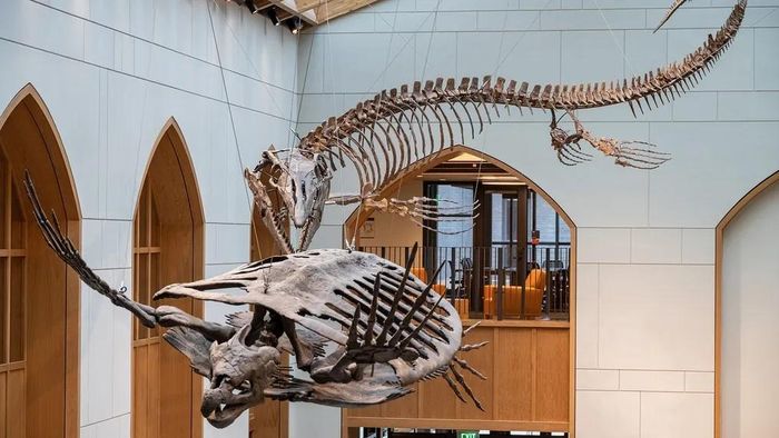 Một bộ xương Tylosaurus rex khác với biệt danh "Sophie" - Ảnh: BẢO TÀNG YALE PEABODY