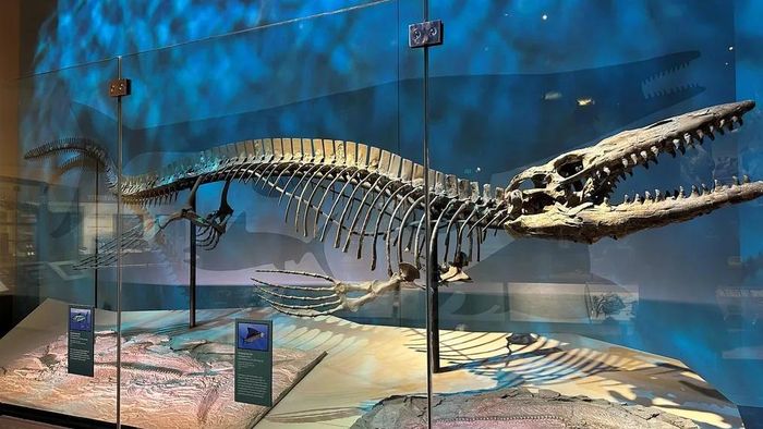 Bộ xương "vua rồng" Tylosaurus rex được khai quật năm 1979 - Ảnh: BẢO TÀNG LỊCH SỬ TỰ NHIÊN MỸ