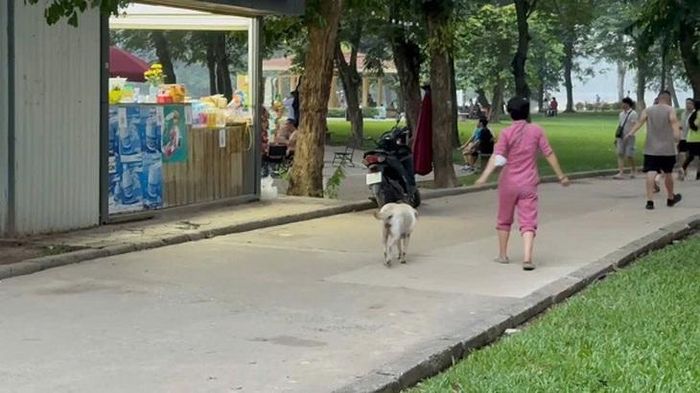 Người phụ nữ này cùng chú chó hàng chục cân của mình, không dây dắt, không rọ mõm nhưng vẫn thoải mái tung tăng trong công viên. Ảnh: VA.