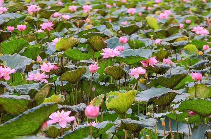 Sen Bách Diệp Hồ Tây từ lâu đã là một giống sen quý bởi bông lớn, khi nở to như hai bàn tay, có trăm cánh, xếp lớp bao bọc lấy nhụy, đài và gạo sen, giữ cho sen một mùi thơm thuần khiết, ngát đượm. Mùa sen ở Hồ Tây bắt đầu từ tháng 5, tháng 6 hàng năm là mùa duy nhất để các nghệ nhân Quảng An, hái sen về ướp trà. Ảnh: Khánh Hòa – TTXVN