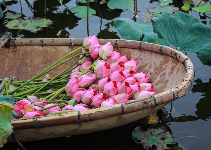 Sen vừa được hái lên khỏi hồ, sẽ được đem về thực hiện ngay các công đoạn ướp để hương của sen được đảm bảo tốt nhất. Ảnh: Khánh Hòa – TTXVN
