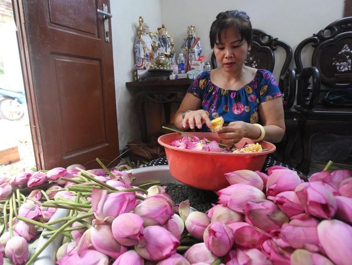 Công đoạn lấy gạo sen được coi là khó nhất trong các bước làm trà sen đòi hỏi người nghệ nhân phải nhanh tay, khéo léo để hạt gạo không nát, bay mất hương thơm, giảm chất lượng của sản phẩm. Ảnh: Khánh Hòa – TTXVN