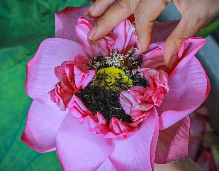 Trà sen bông tuy không cầu kỳ, tinh tế hương sen ngấm vào trà cũng không bằng trà ướp sen truyền thống nhưng cũng có nhiều ưu điểm về thời gian hoàn thành, cung cấp số lượng lớn cho thị trường, người thưởng trà vẫn cảm nhận được vị thơm đặc trưng của sen Bách Diệp Hồ Tây. Ảnh: Khánh Hòa – TTXVN
