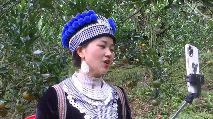 Nông dân Mường Khương livestream bán quýt. (Ảnh: Báo Nhân Dân)