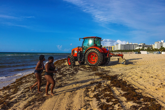  Thu gom rong biển sargassum tại Miami Beach. Ảnh: The New York Times 