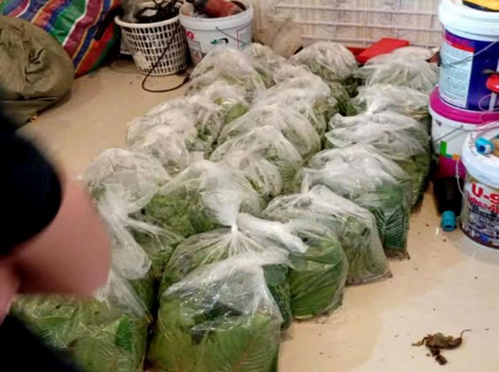  Lá kratom được lực lượng chức năng thu giữ. Ảnh: Công an tỉnh Quảng Ngãi 