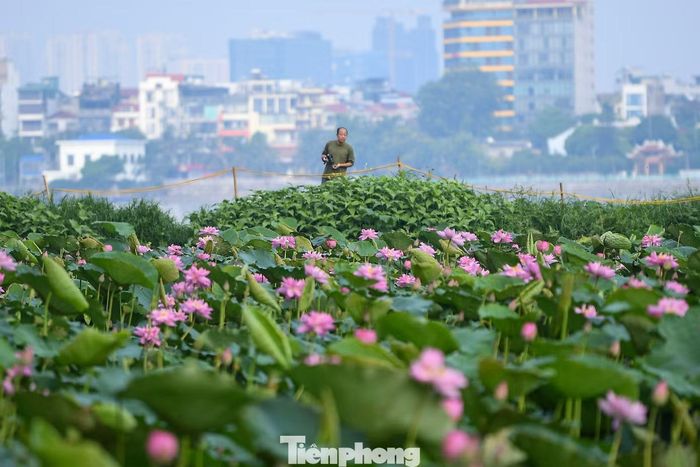 "Từ đầu tháng 6 đến nay, lịch chụp cuối tuần gần như kín. Có ngày tôi thực hiện 2-3 bộ ảnh liên tiếp tại các đầm sen quanh Hồ Tây", một nhiếp ảnh gia tự do cho biết.