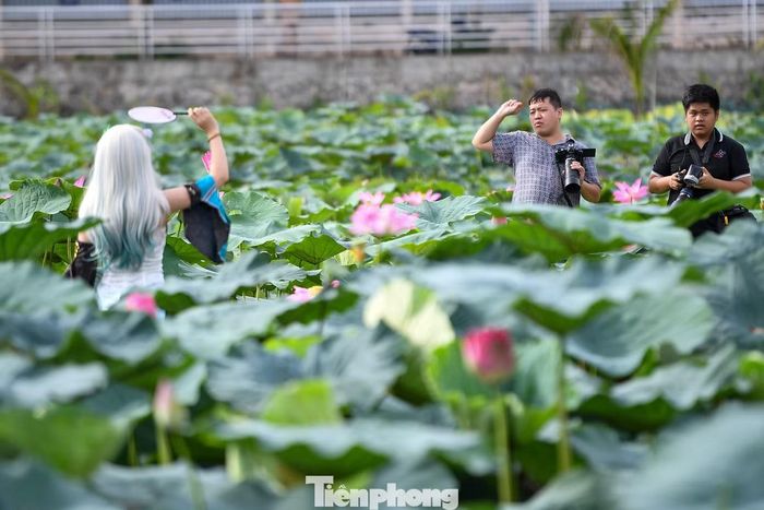 Nguyễn Thu Trang (22 tuổi, sinh viên khu vực Cầu Giấy) cho biết đã lên kế hoạch chụp ảnh sen từ nhiều tuần trước.