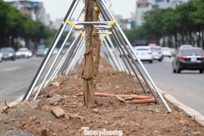 Dọc tuyến Võ Chí Công, đoạn từ nút giao Nguyễn Hoàng Tôn đến cầu Nhật Tân, các cây Chiêu Liêu cao khoảng 4-6m được trồng thành hàng trên dải phân cách giữa.