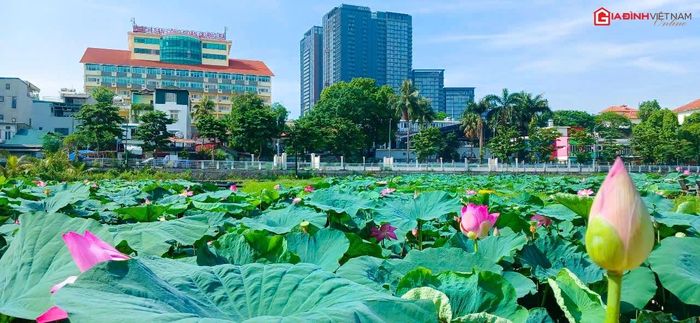 Những bông sen tinh khiết giữa Hà Nội ồn ào.