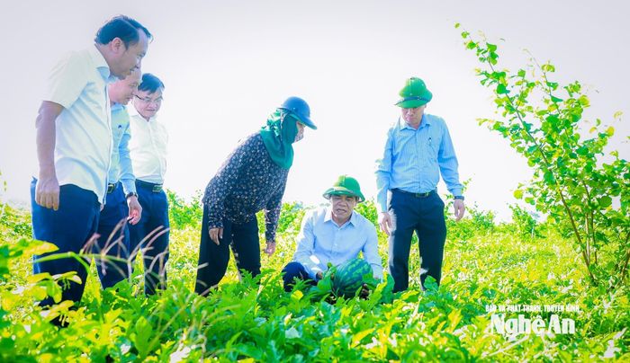 Chủ tịch UBND tỉnh Võ Trọng Hải đến thăm, kiểm tra mô hình trồng dưa tập trung tại xã Vạn An. Ảnh: Thành Duy